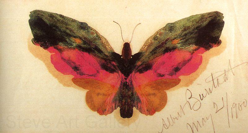 Albert Bierstadt Butterfly Spain oil painting art